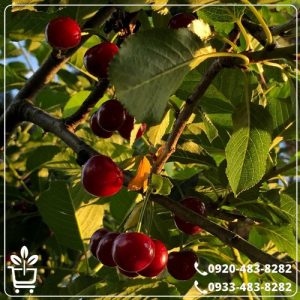 خرید نهال آلبالو سیگانی