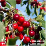 قیمت نهال آلبالو سیگانی