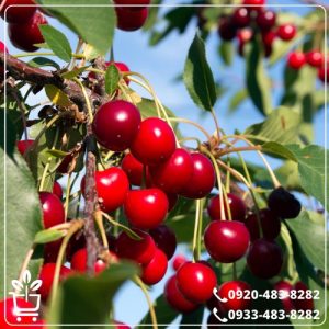 قیمت نهال آلبالو سیگانی