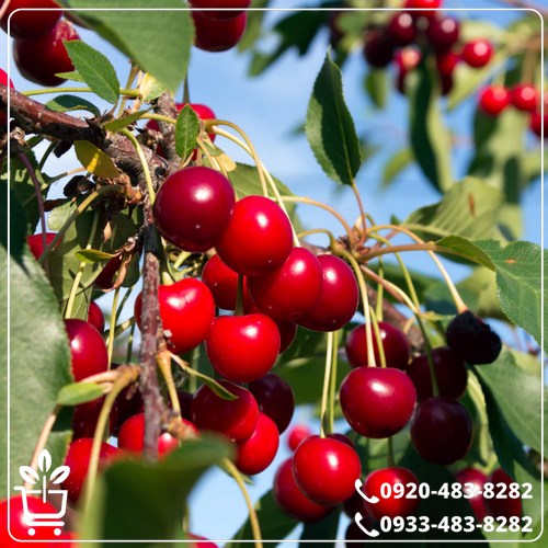 قیمت نهال آلبالو سیگانی