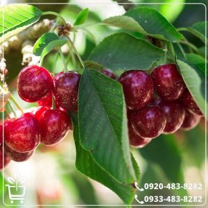 خرید نهال آلبالو مجارستانی