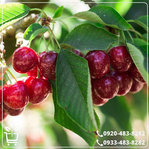 خرید نهال آلبالو مجارستانی