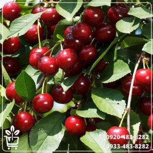 خرید نهال آلبالو مجارستانی