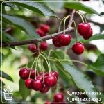 قیمت نهال آلبالو محلی