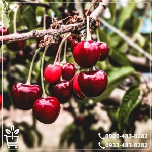 خرید نهال آلبالو محلی