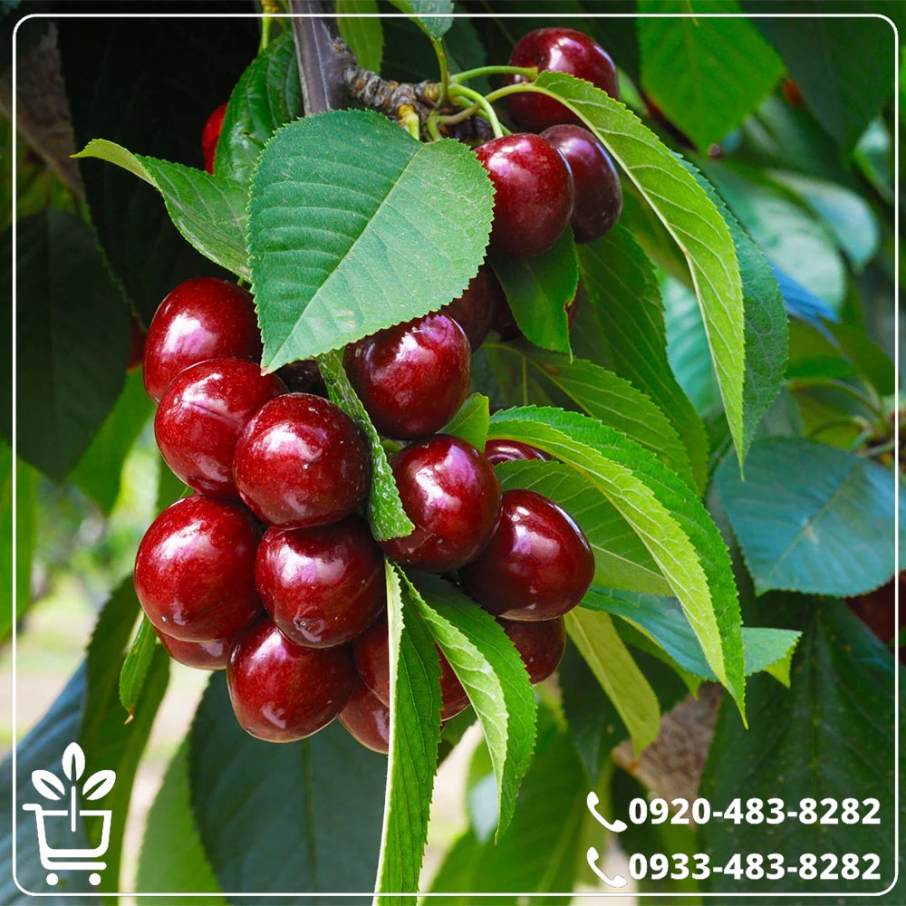 قیمت نهال آلبالو مورلو