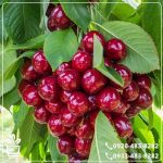 خرید نهال آلبالو مورلو