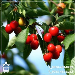 قیمت نهال آلبالوی گوشواره ای