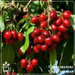 خرید نهال آلبالوی گوشواره ای