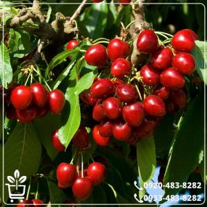 خرید نهال آلبالوی گوشواره ای