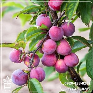 قیمت نهال آلو الینا