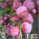 خرید نهال آلو الینا