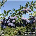 قیمت نهال آلو بخارا