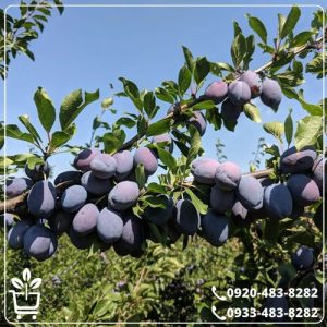 قیمت نهال آلو بخارا