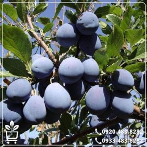 خرید نهال آلو بخارا