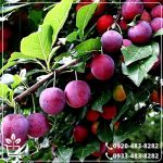 قیمت نهال آلو تو سرخ