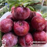 خرید نهال آلو تو سرخ