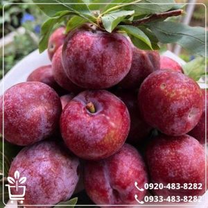 خرید نهال آلو تو سرخ