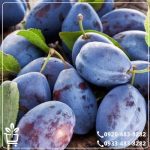 قیمت نهال آلو خرمایی