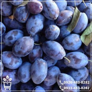 خرید نهال آلو خرمایی