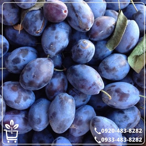 خرید نهال آلو خرمایی