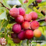 قیمت نهال آلو شابلون