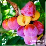 خرید نهال آلو شابلون