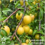 قیمت نهال آلو قطره طلا