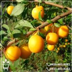 خرید نهال آلو قطره طلا