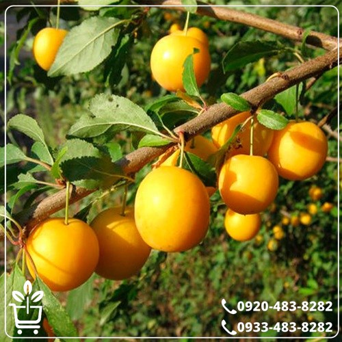 خرید نهال آلو قطره طلا