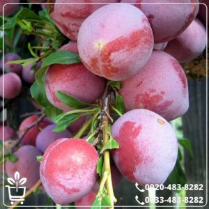 خرید نهال آلو کالیفرنیا