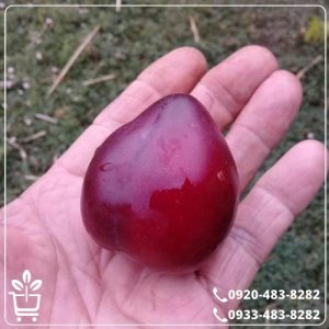 قیمت نهال آلو کالیفرنیا