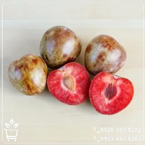 قیمت نهال آلو‌ خاکی