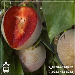 خرید نهال آلو خاکی