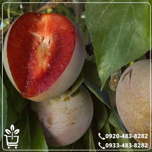 خرید نهال آلو خاکی