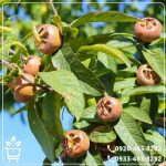 کاشت نهال ازگیل محلی