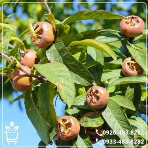 کاشت نهال ازگیل محلی