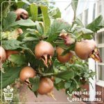 خرید نهال ازگیل محلی