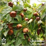 قیمت نهال ازگیل محلی