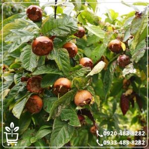 قیمت نهال ازگیل محلی