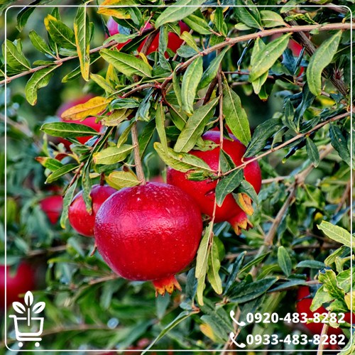 قیمت نهال انار بی هسته