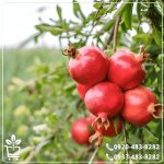 خرید نهال انار بی هسته