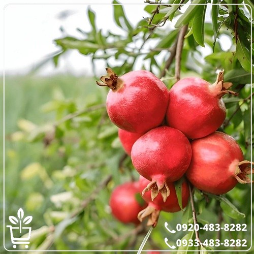 خرید نهال انار بی هسته