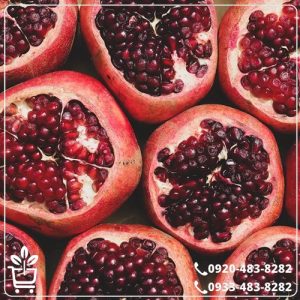 قیمت نهال انار رباب