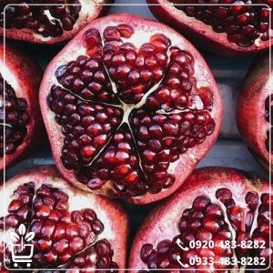 خرید نهال انار رباب