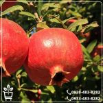قیمت نهال انار سردشت