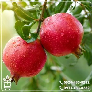 خرید نهال انار سردشت