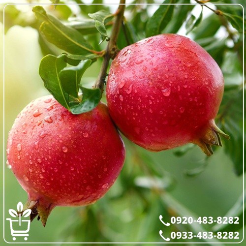 خرید نهال انار سردشت