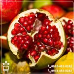 قیمت نهال انار سفید