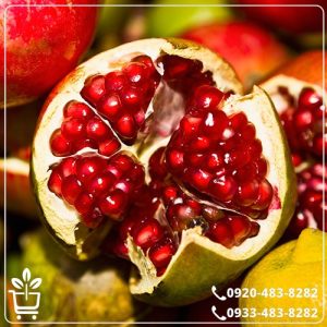 قیمت نهال انار سفید